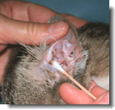 cleaning a cats ears