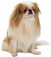 Japanese Chin: Personality & Health Issues